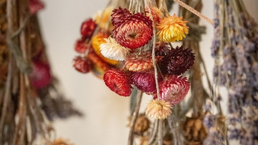 Dried flowers